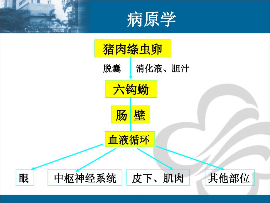 传染病学课件：囊尾蚴病_第5页