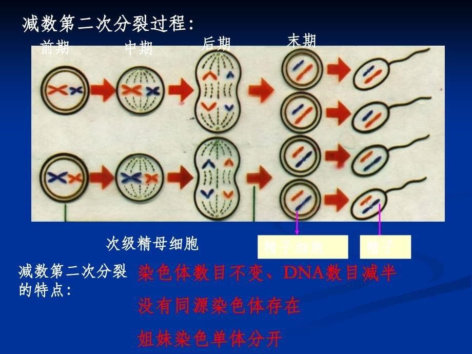 遗传与进化复习课件54张ppt_第5页