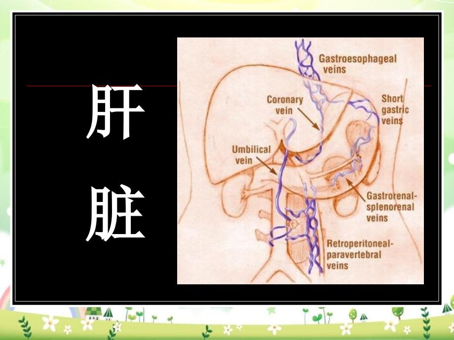 肝胆疾病影像诊断_第1页