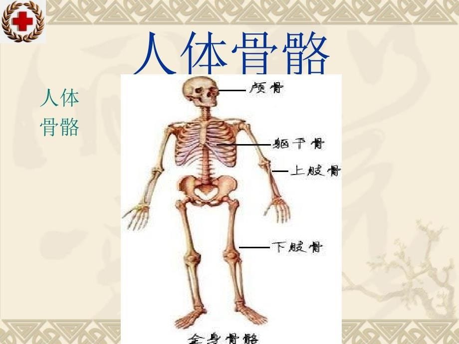 创伤救护搬运_第5页