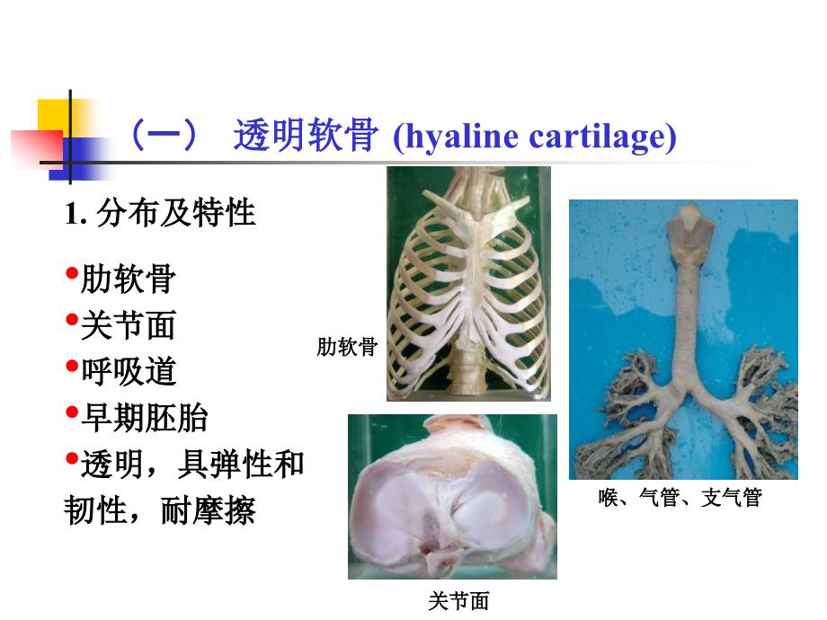 组织学：软骨和骨_第3页