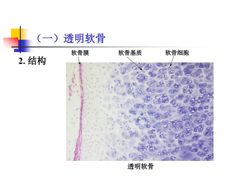 组织学：软骨和骨_第4页