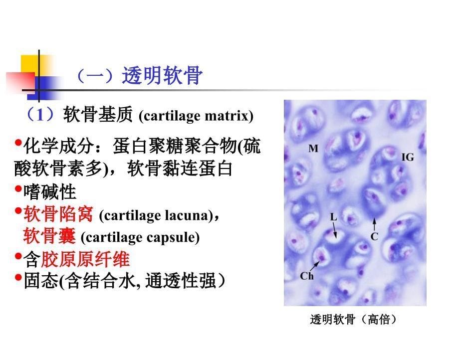 组织学：软骨和骨_第5页