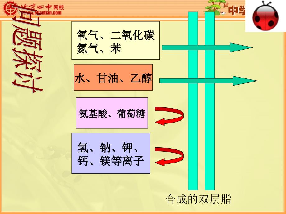 物质的跨膜运输2_第4页