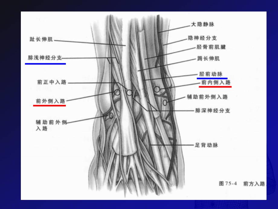 踝关节镜技术PPT课件_第4页