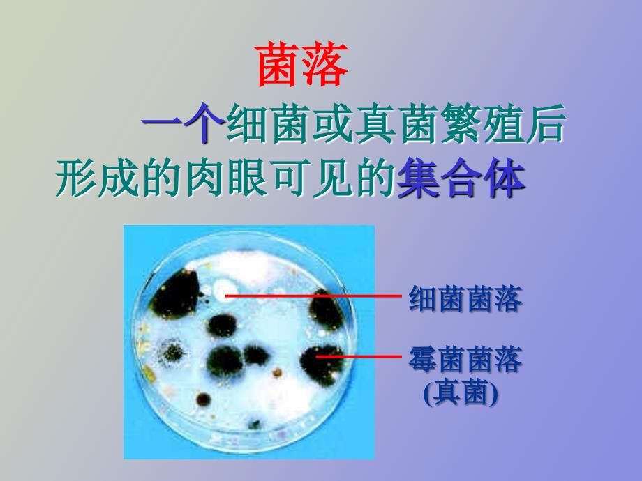 生物专题十一细菌和真菌_第4页