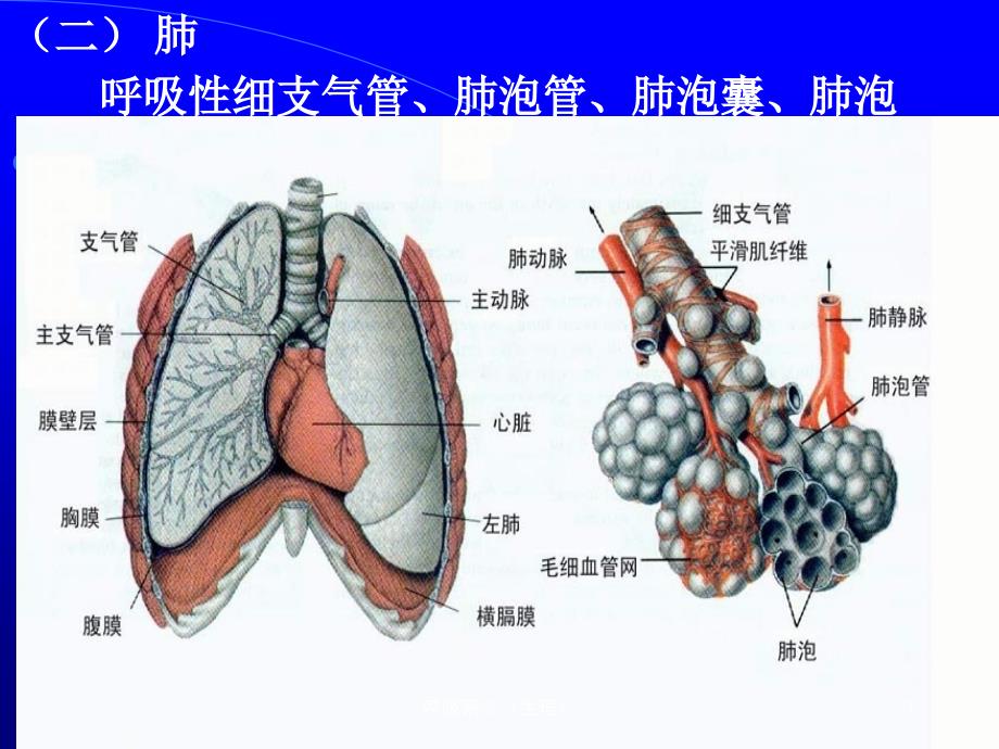 呼吸系统生理课件_第3页