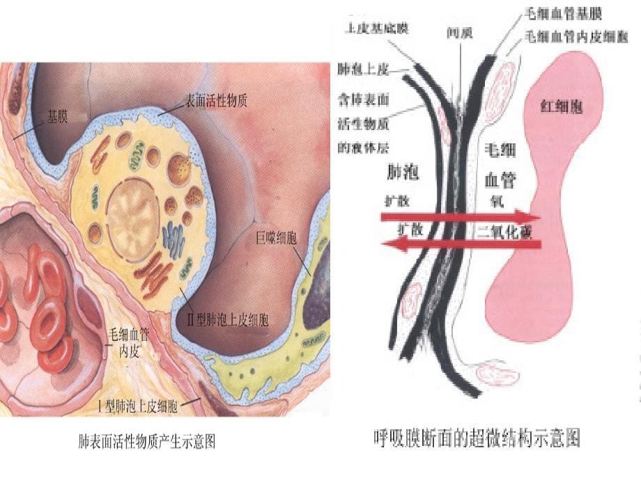 呼吸系统生理课件_第5页