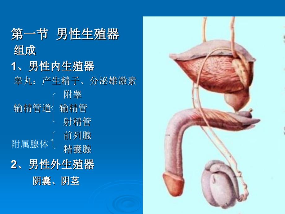 生殖系统PPT课件_第2页