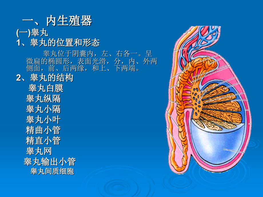 生殖系统PPT课件_第3页