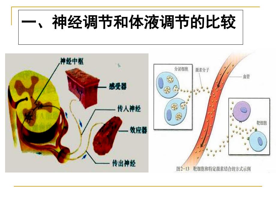 神经调节和体液调节的关系PPT_第4页