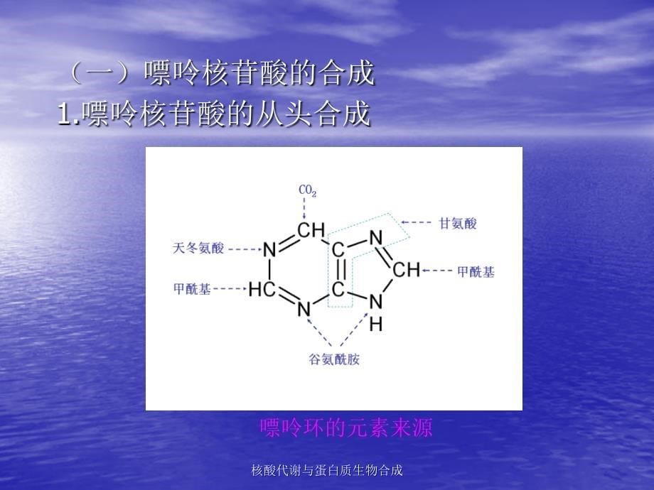 核酸代谢与蛋白质生物合成课件_第5页