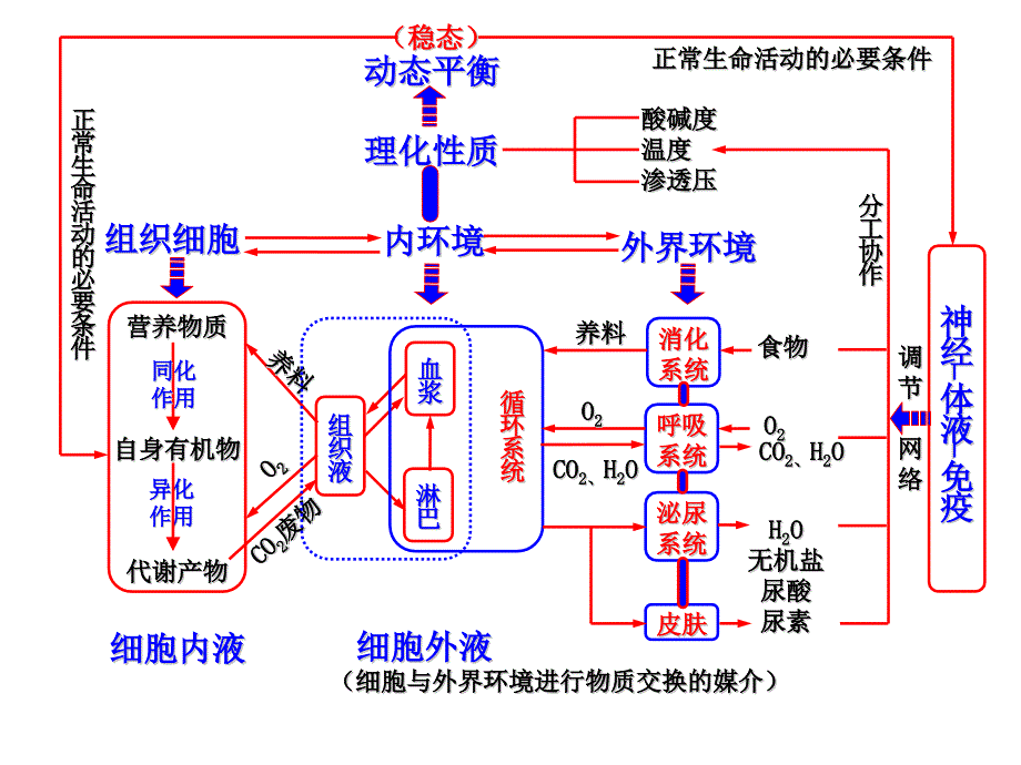 内环境稳态的调节思维导图.ppt_第1页