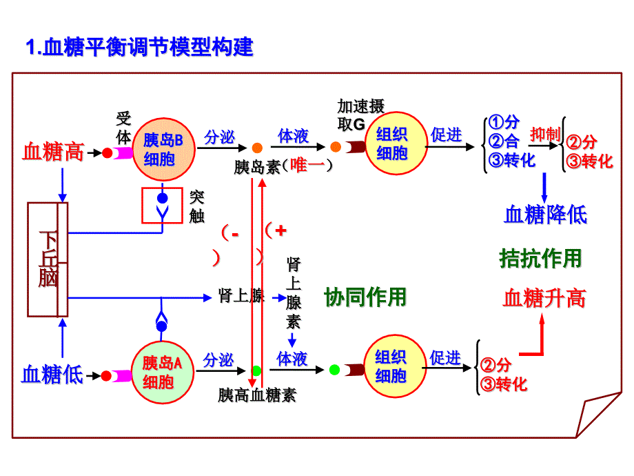 内环境稳态的调节思维导图.ppt_第2页