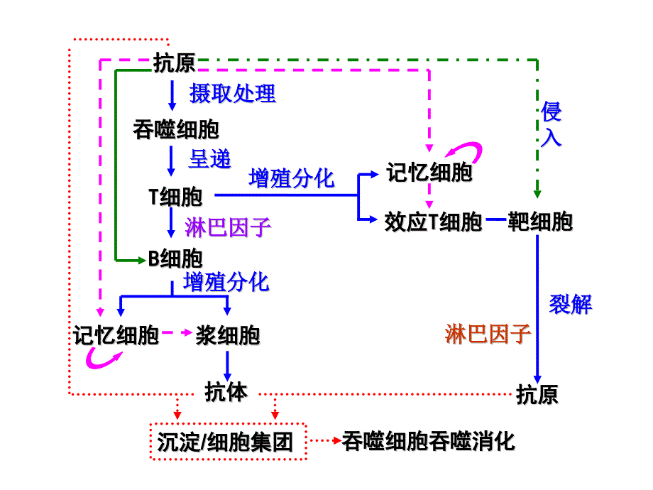 内环境稳态的调节思维导图.ppt_第4页