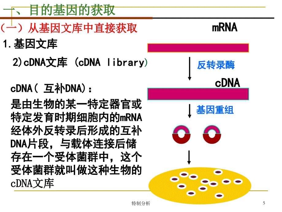 《基因工程的基本操作程序》课件(新人教选修3)（优课优讲）_第5页