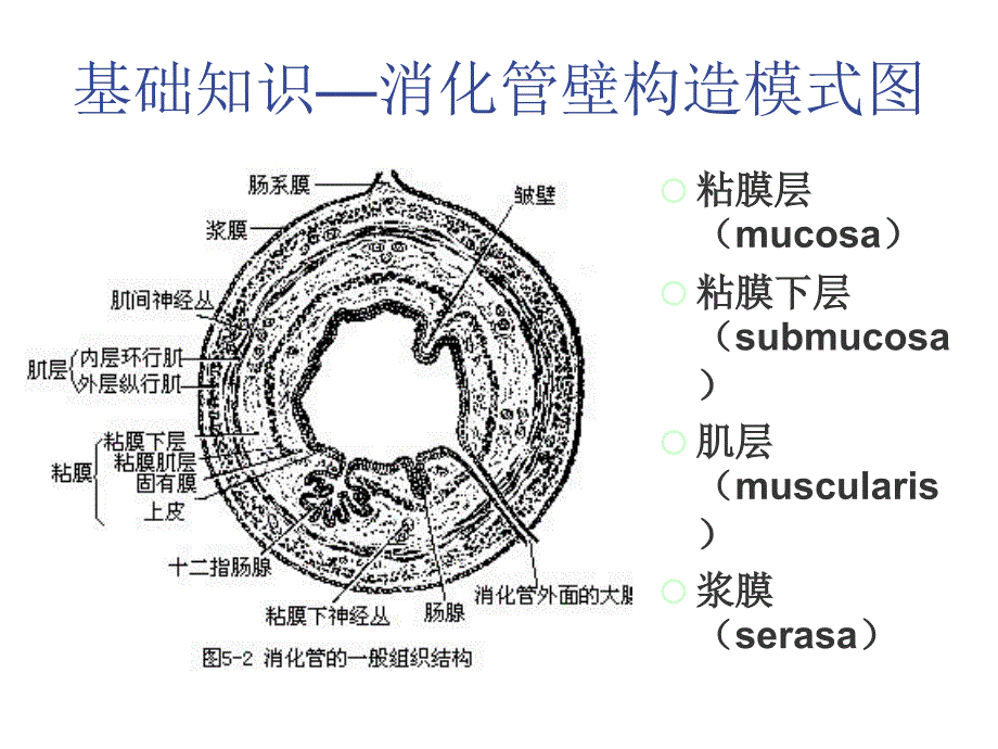 ESD和ESE术护理_第3页