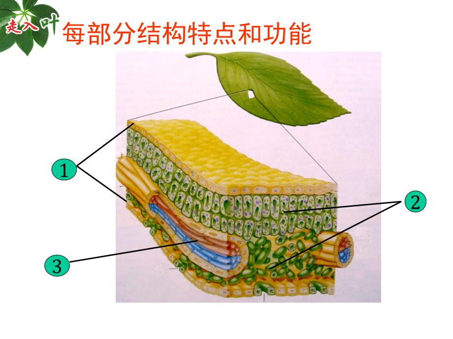 绿色开花植物的营养器官叶_第4页