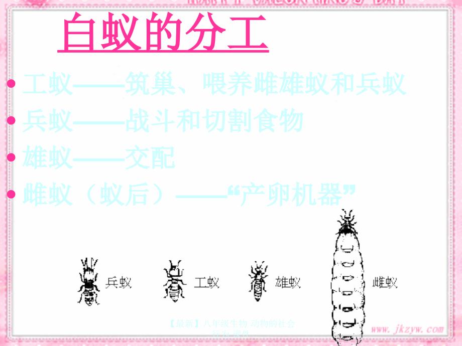 最新八年级生物动物的社会行为课件_第3页