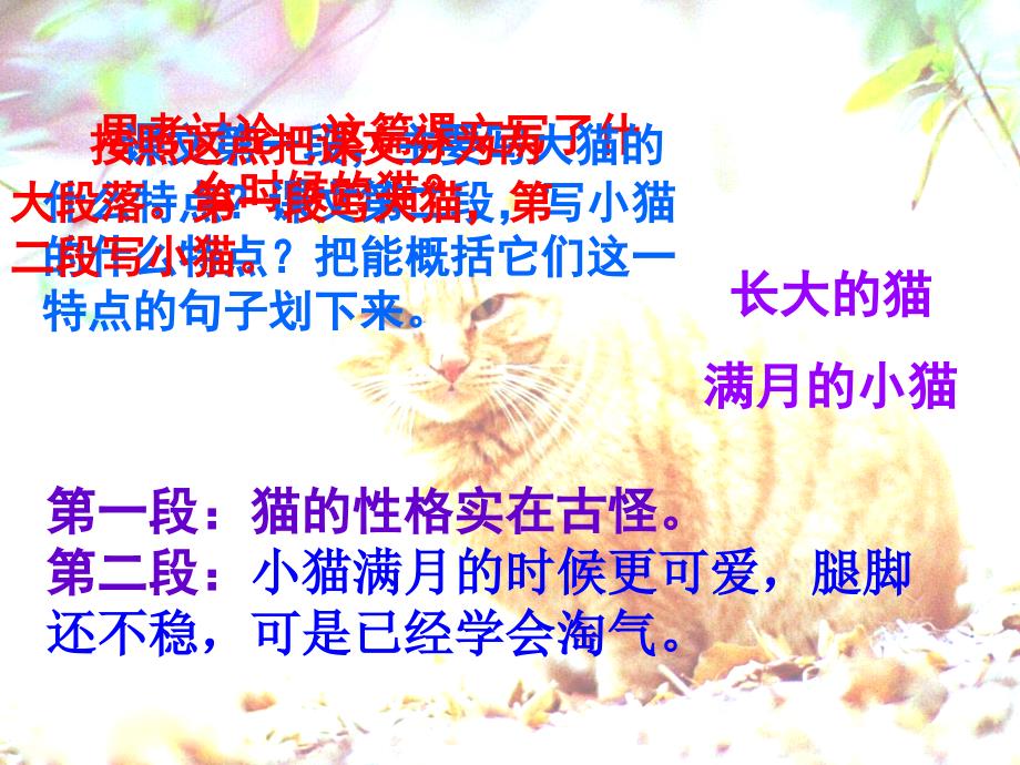 语文人教版四年级上册猫的教学课件2_第2页