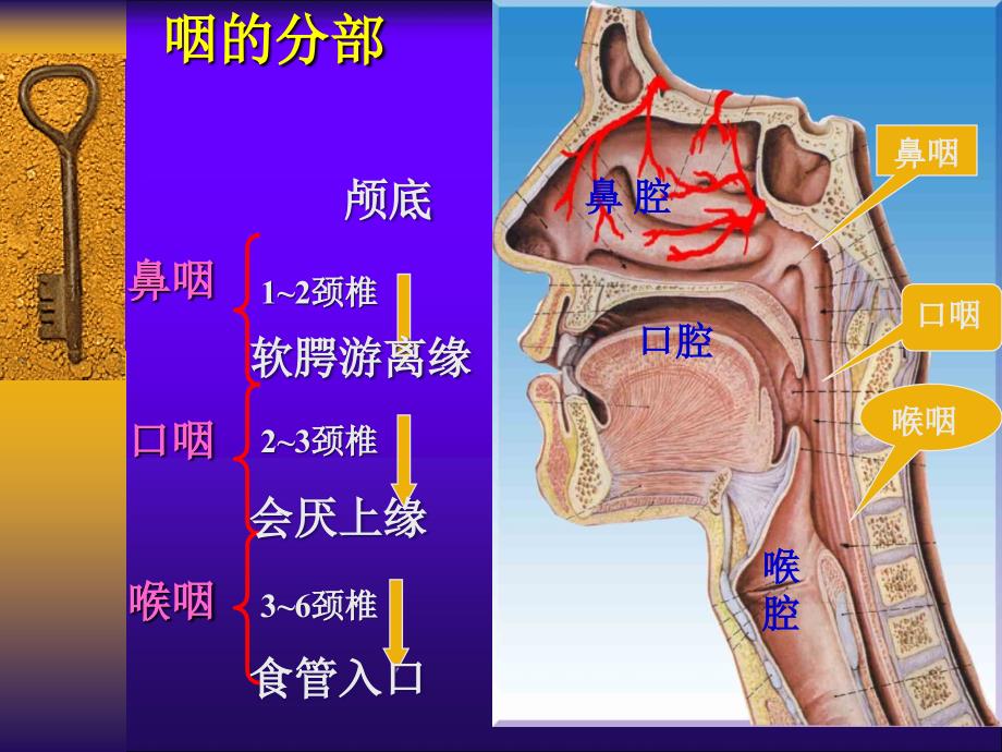 咽、喉科学解剖_第4页