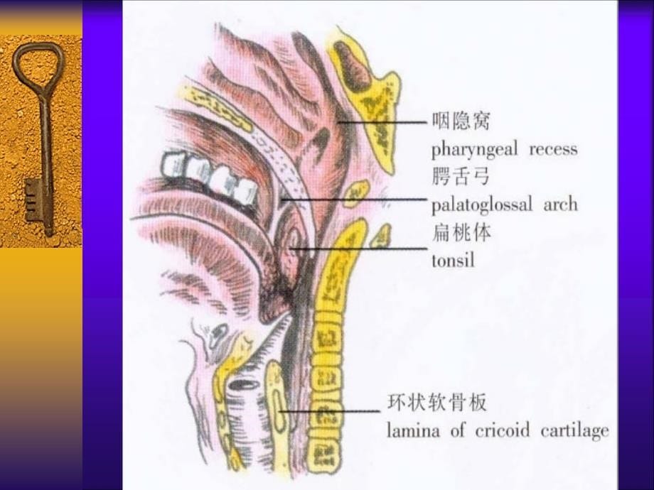 咽、喉科学解剖_第5页