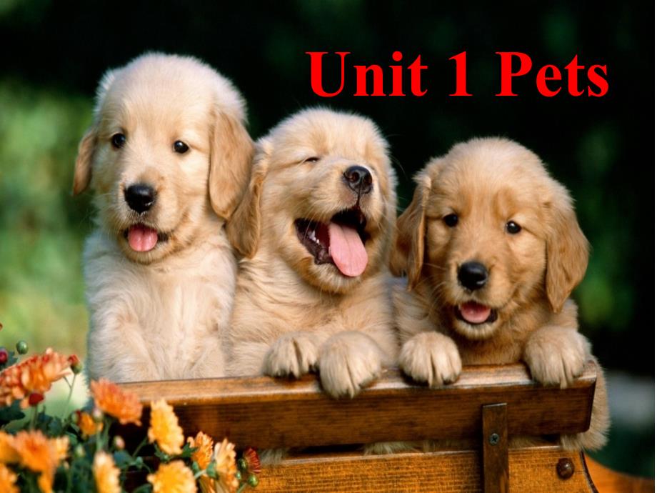 joinin剑桥版三年级下册英语Unit1Pets1课件_第1页