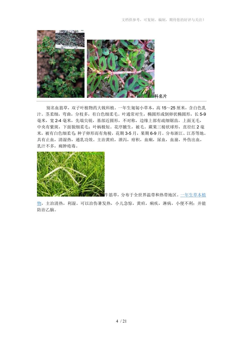 具有药用价值的草_第4页