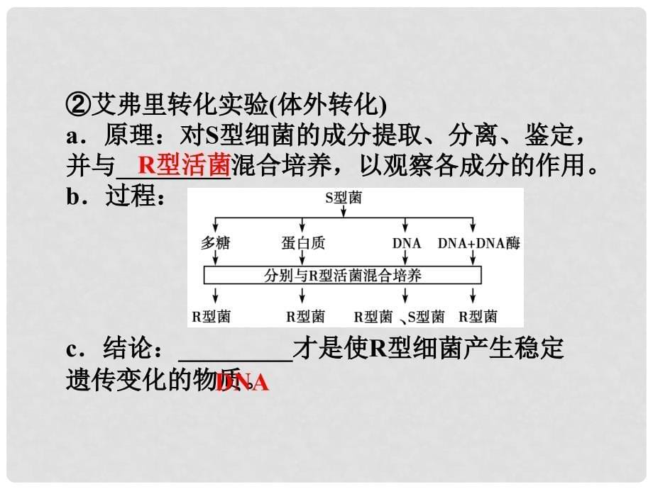 江苏专用高考生物总复习 第3章第1节DNA是主要的遗传物质课件 新人教版必修2_第5页