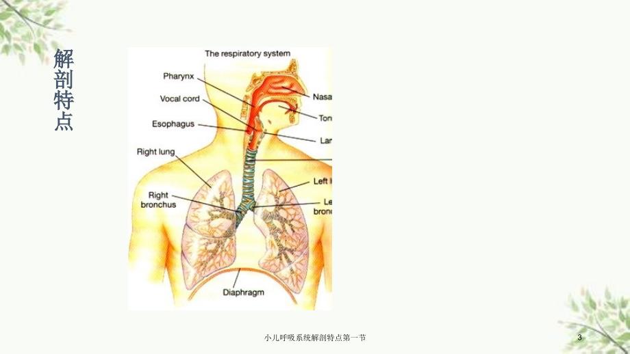 小儿呼吸系统解剖特点第一节课件_第3页