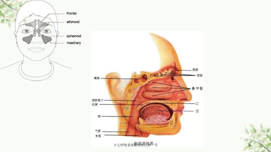 小儿呼吸系统解剖特点第一节课件_第5页