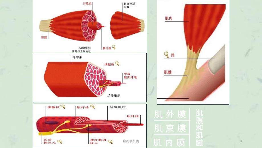 解剖学肌肉课件_第3页