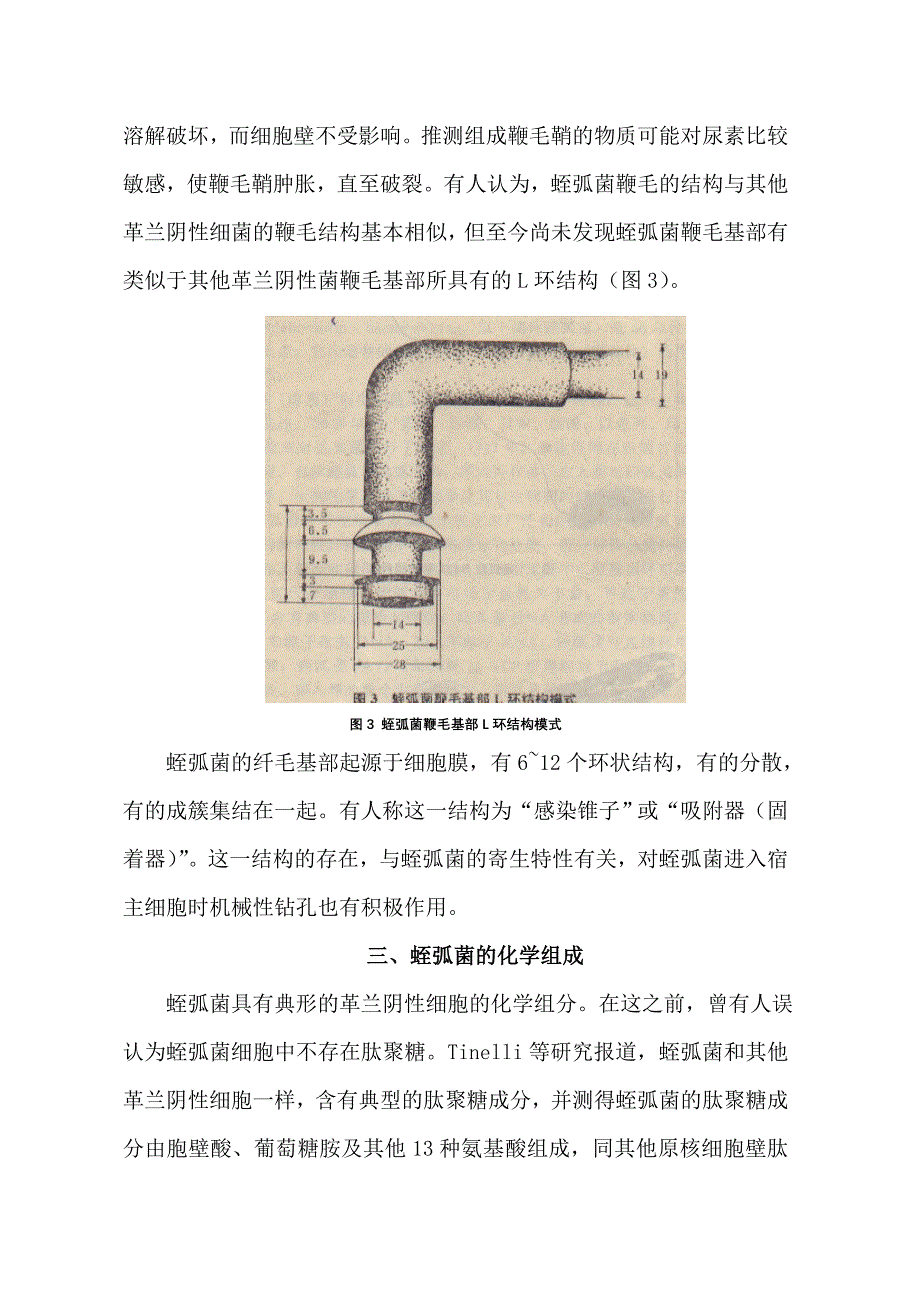 噬菌蛭弧菌分子生物学特性的研究_第4页