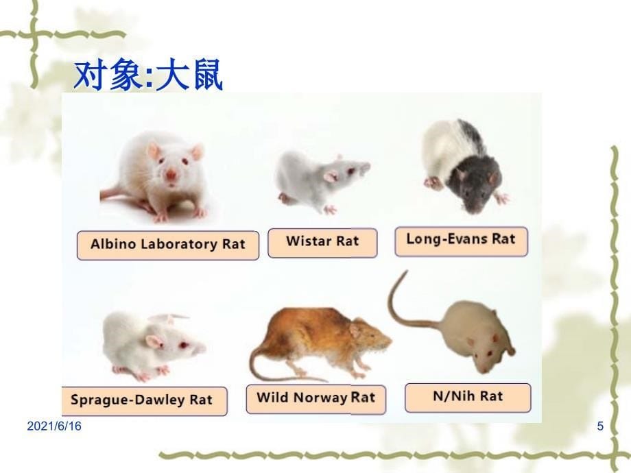 神经行为学检测方法_第5页