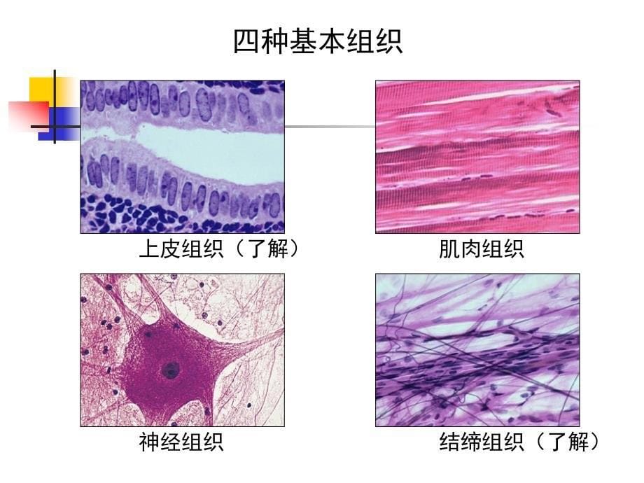 中医药大学人体解剖生理学课C整理第二章人体的基本组成_第5页