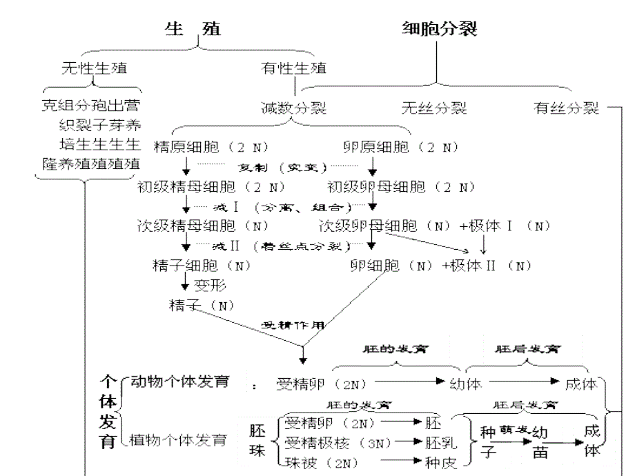 细胞增殖(高三一轮复习教学ppt课件)_第2页