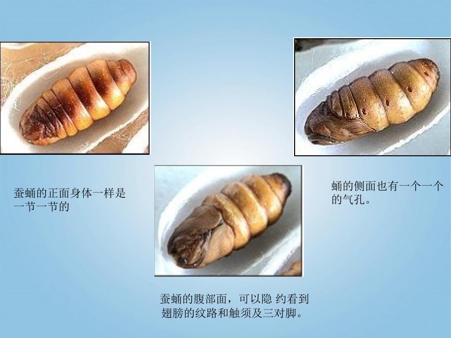 三年级科学下册蚕蛹变成了什么1课件鄂教版_第4页