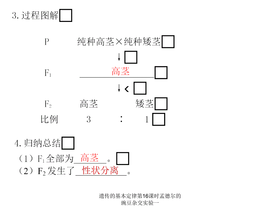 遗传的基本定律第16课时孟德尔的豌豆杂交实验一课件_第2页