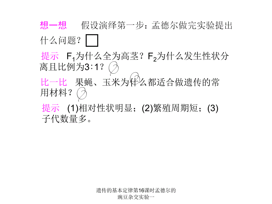 遗传的基本定律第16课时孟德尔的豌豆杂交实验一课件_第3页