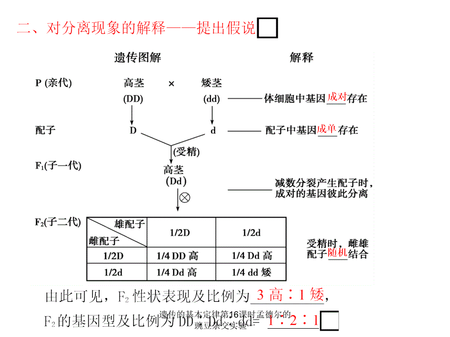 遗传的基本定律第16课时孟德尔的豌豆杂交实验一课件_第4页