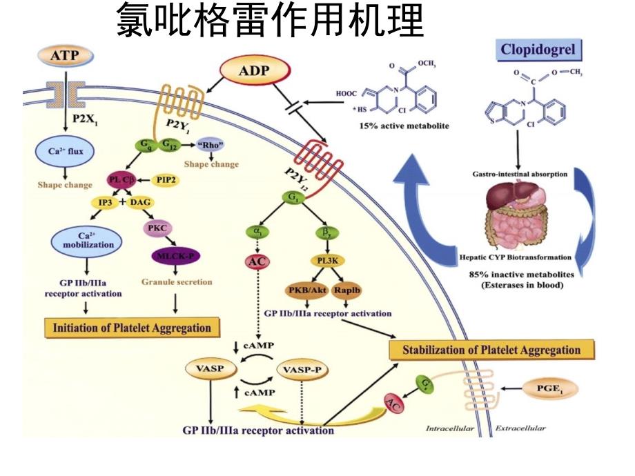 抗血小板聚集及抗凝药物简述_第2页