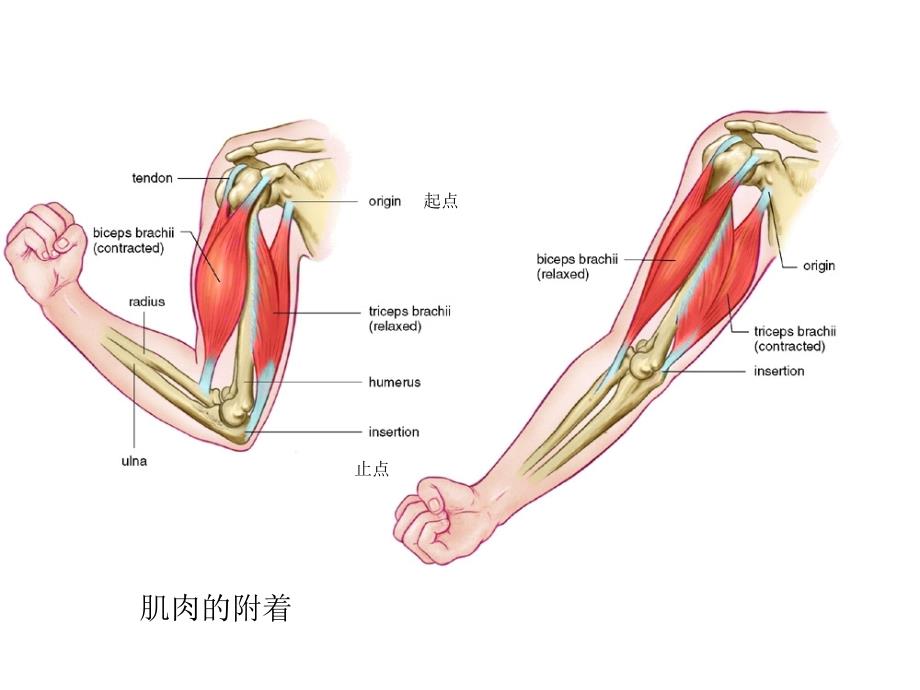 人体剖生理学实验——肌肉系统_第2页