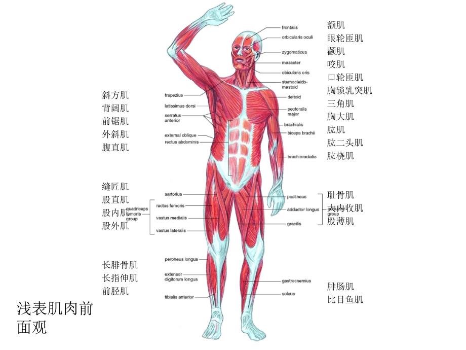 人体剖生理学实验——肌肉系统_第4页