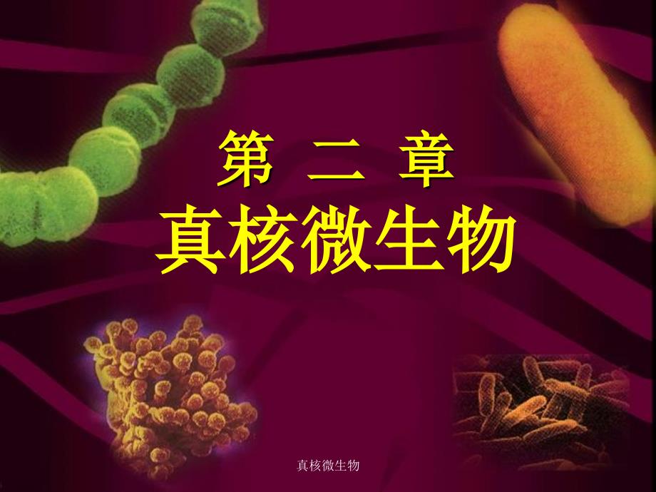 真核微生物课件_第1页