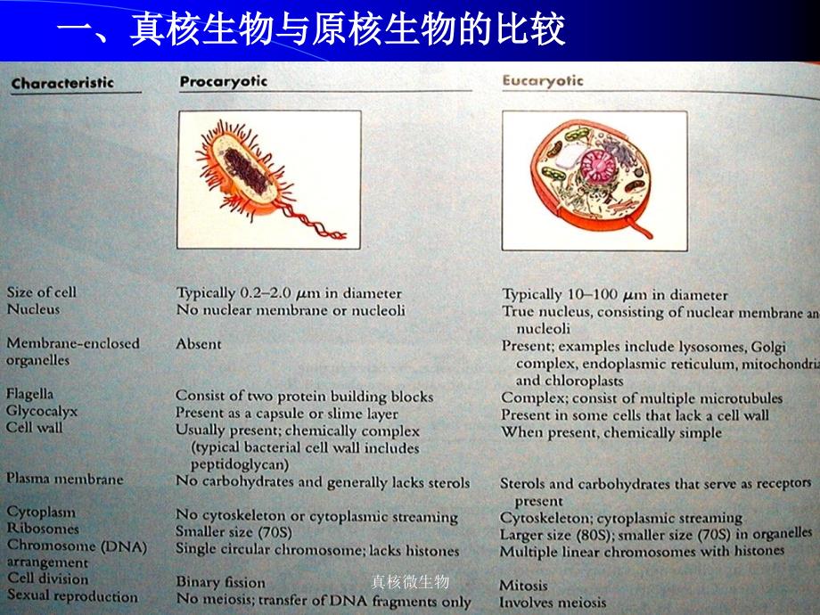 真核微生物课件_第3页