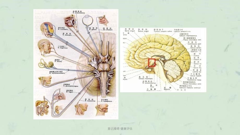 意识障碍健康评估课件_第5页