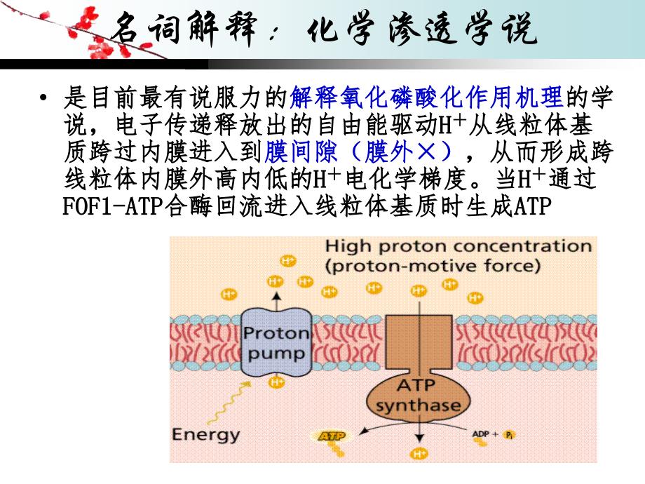 2012年生物化学考前辅导班PPT.ppt_第4页