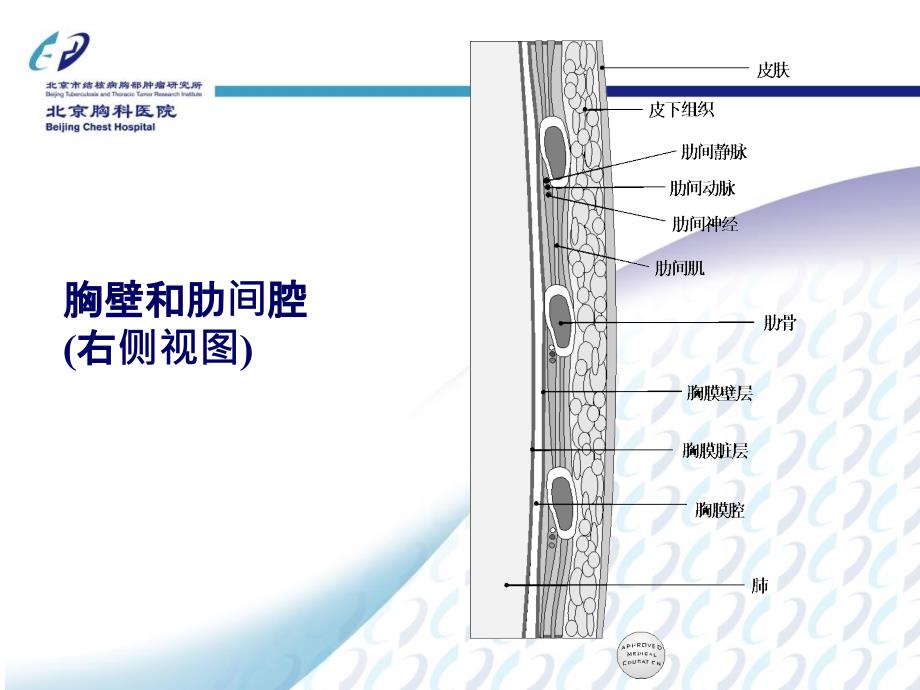 肺外科治疗方式_第3页