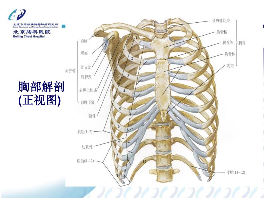 肺外科治疗方式_第4页