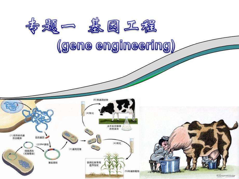 专题一 基因工程选修三DNA重组技术的基本,基因工程的基本操作程序,基因工程的应用,蛋白质工程的崛起_第1页